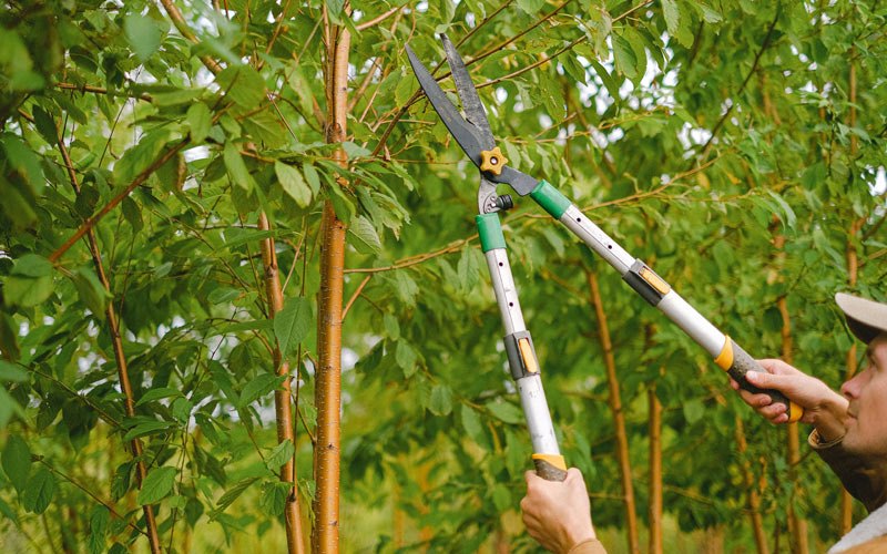 Tree trimming in Greens Fork, IN